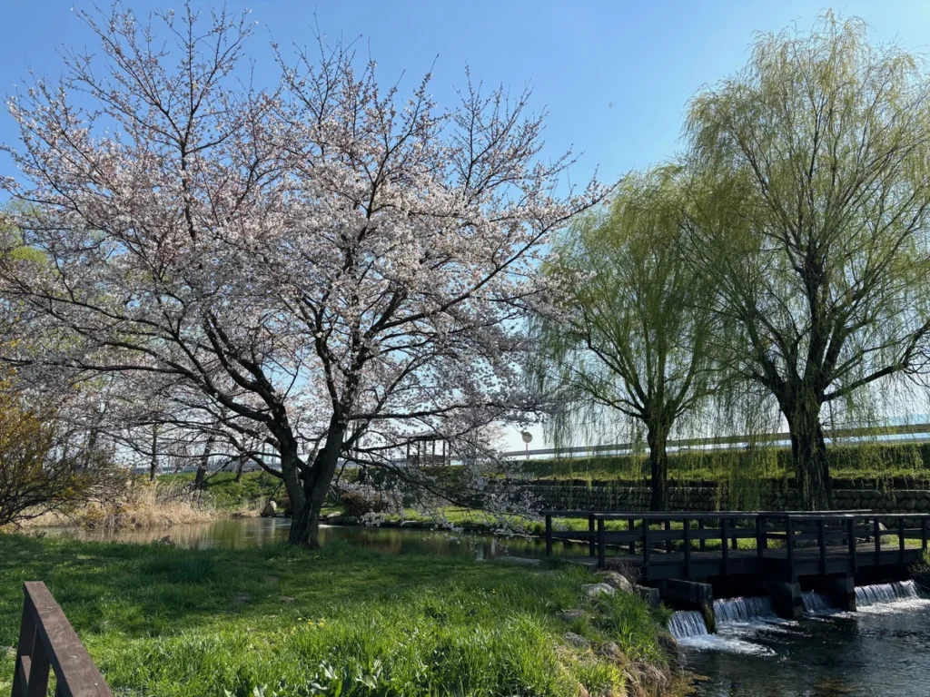 安曇野わさび田湧水群公園と桜
