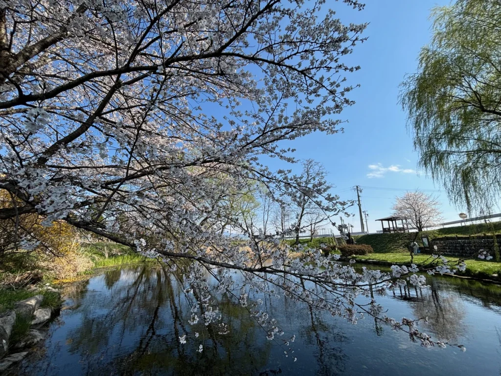 安曇野わさび田湧水群公園と桜