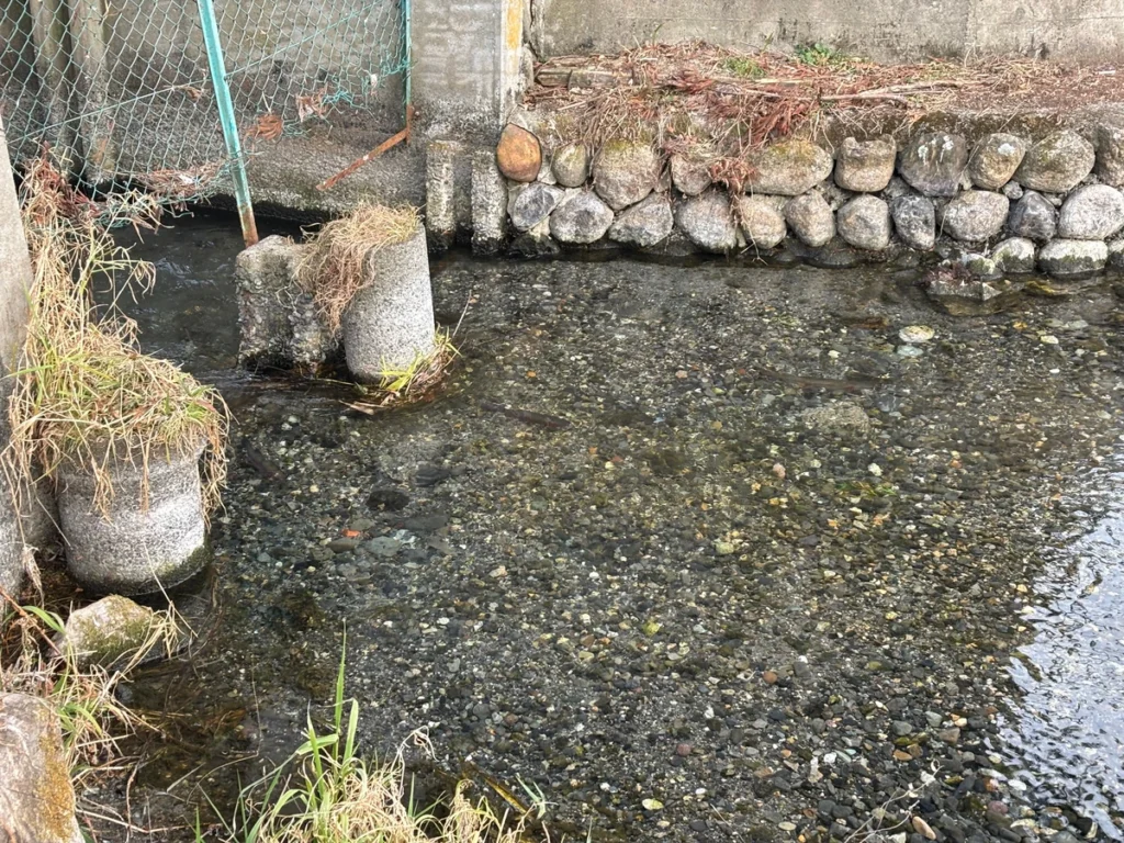 安曇野わさび田湧水群公園で魚がいたスポット