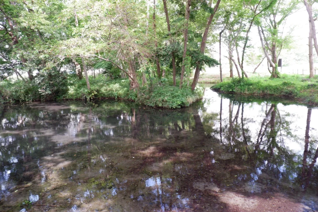 境川・清住緑地の雑木林と湧水