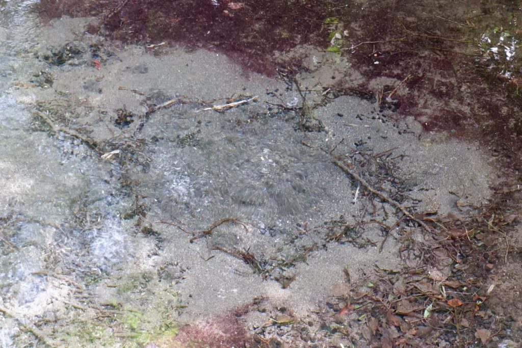 境川・清住緑地の雑木林にある湧水点