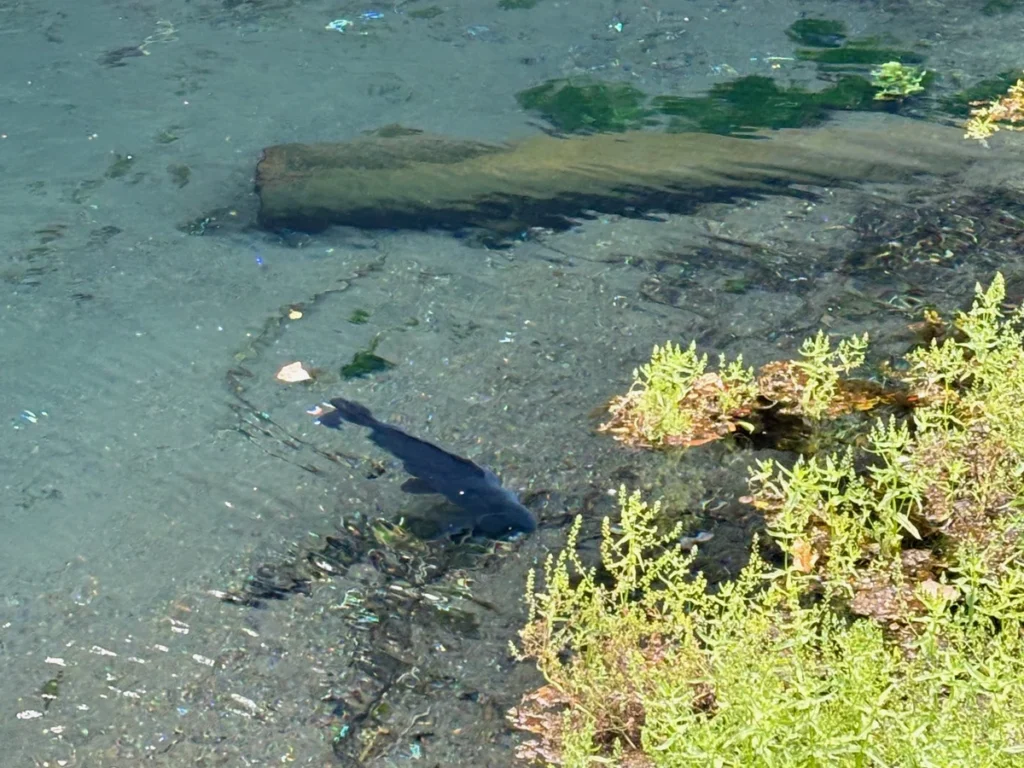 境川・清住緑地を流れる境川
